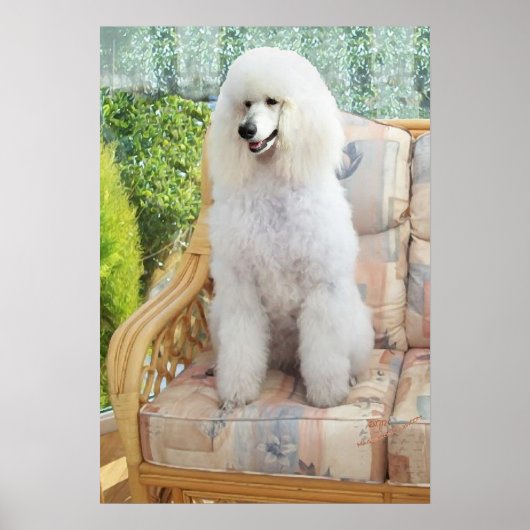 Witte Poodle Poster (Voorkant)