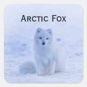 Witte poolvos in sneeuwwild vierkante sticker