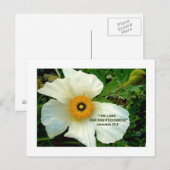 WITTE POPPY-Briefkaart Briefkaart (Voorkant / Achterkant)