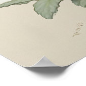 Witte Primrose Flowers Art Print Poster (Hoek)