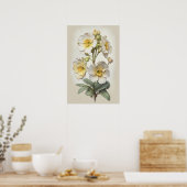 Witte Primrose Flowers Art Print Poster (Keuken)