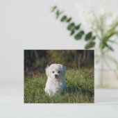 Witte puppy briefkaart (Staand voorkant)