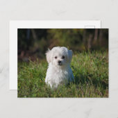 Witte puppy briefkaart (Voorkant / Achterkant)