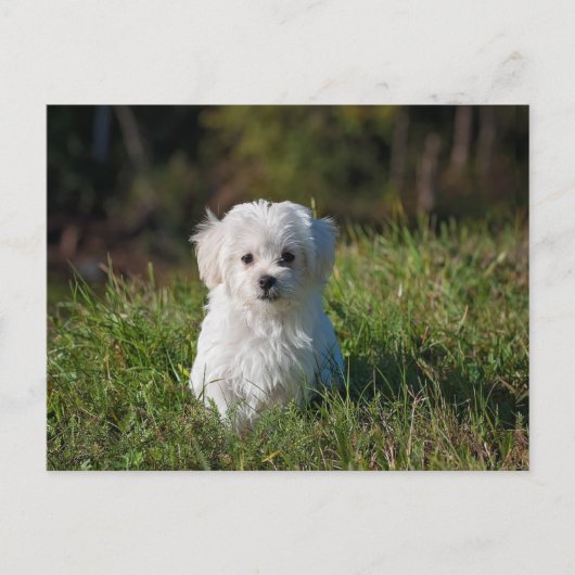 Witte puppy briefkaart (Voorkant)