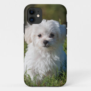 witte puppy in het park iPhone 11 hoesje
