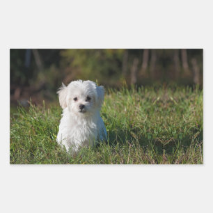 Witte puppy rechthoekige sticker