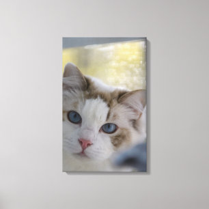 Witte Ragdoll Cat Wrapped Canvas Afdruk