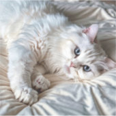 Witte Ragdoll Kat Sticker (Voorkant)