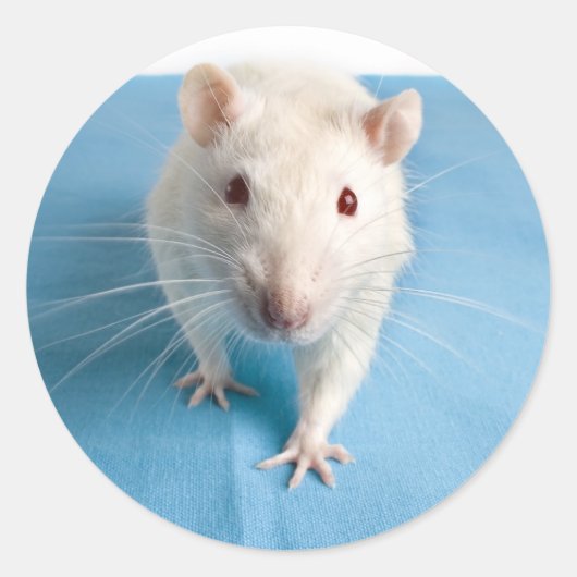 Witte rat sticker (Voorkant)