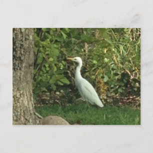 Witte Reiger Briefkaart