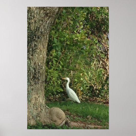 Witte reiger poster (Voorkant)