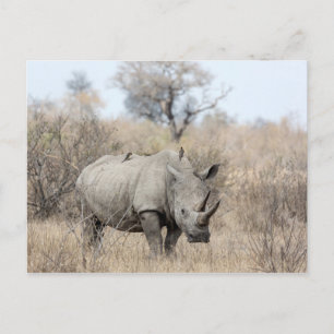 Witte Rhino Briefkaart