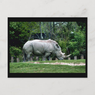 Witte Rhino Briefkaart