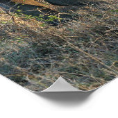 Witte Rhino Poster (Hoek)