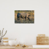 Witte Rhino Poster (Keuken)