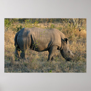 Witte Rhino Poster