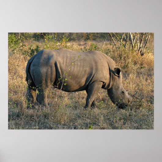 Witte Rhino Poster (Voorkant)