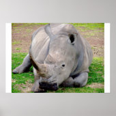 Witte Rhino Poster (Voorkant)