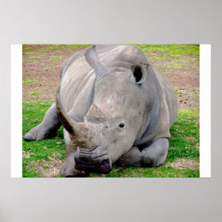 Witte Rhino Poster