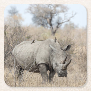 Witte Rhino Vierkante Kartonnen Onderzetter