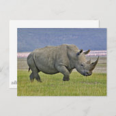 Witte rinoceros en verre Lesser Flamingos, Briefkaart (Voorkant / Achterkant)