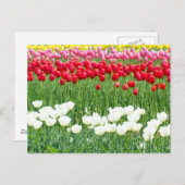 Witte, rode en gele tulpen briefkaart (Voorkant / Achterkant)
