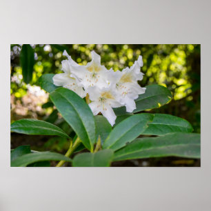 Witte Rododendron Bloemen, Allan Park, Norland Poster