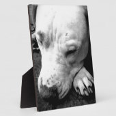 witte roeststier fotoplaat (Zijkant)