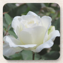 Witte Roos
