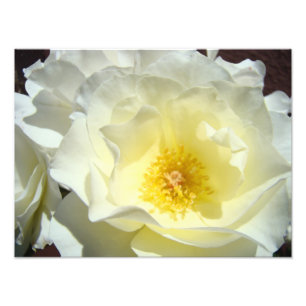 Witte Roos Bloem Fotografie kunstprenten Rozen Foto Afdruk