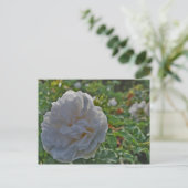 Witte roos briefkaart (Staand voorkant)