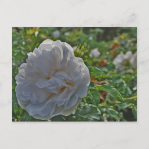 Witte roos briefkaart