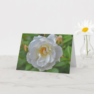 Witte Roos in een Tuin Art Note Kaart