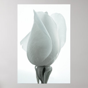 Witte roos knop ... poster