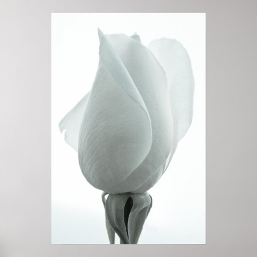 Witte roos knop ... poster (Voorkant)