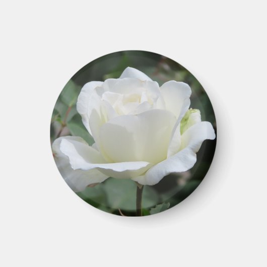 Witte Roos Magneet (Voorkant)