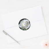 Witte roos met dauw ronde sticker (Envelop)