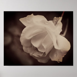 Witte roos met regendruppels in sepia poster