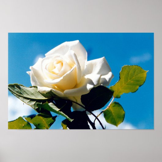 Witte roos onder blauw poster (Voorkant)