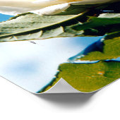 Witte roos onder blauw poster (Hoek)