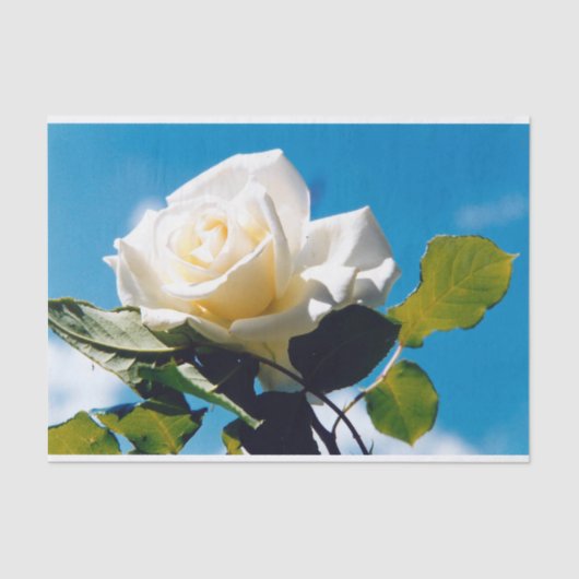 Witte roos onder blauwe hemel tissuepapier (Voorkant)