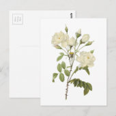 witte roos (Rosa campanulata alba) van Redouté Briefkaart (Voorkant / Achterkant)