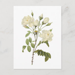 witte roos (Rosa campanulata alba) van Redouté Briefkaart