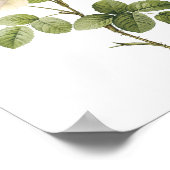 witte roos (Rosa campanulata alba) van Redouté Poster (Hoek)