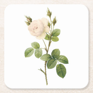 witte roos (Rosa campanulata alba) van Redouté Vierkante Kartonnen Onderzetter