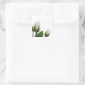 Witte roos sticker (Tas)