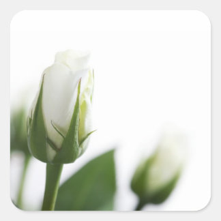 Witte roos sticker