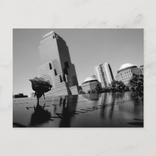 Witte roos van herinnering briefkaart (Voorkant)