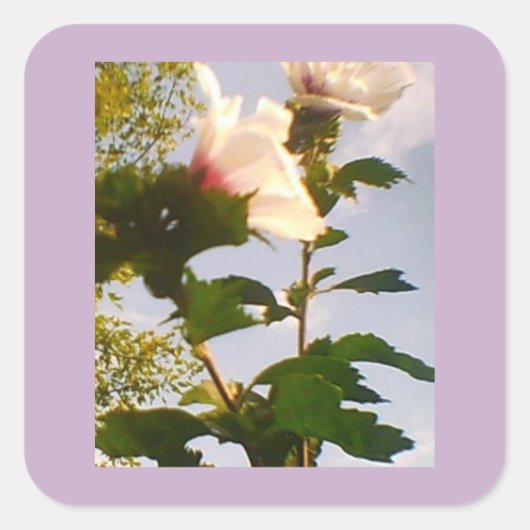 Witte Roos Vierkante Sticker (Voorkant)