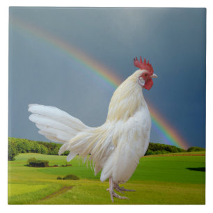 WITTE ROOSTER ONDER EEN RAINBOW TEGELTJE